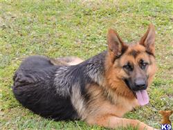 German Shepherd